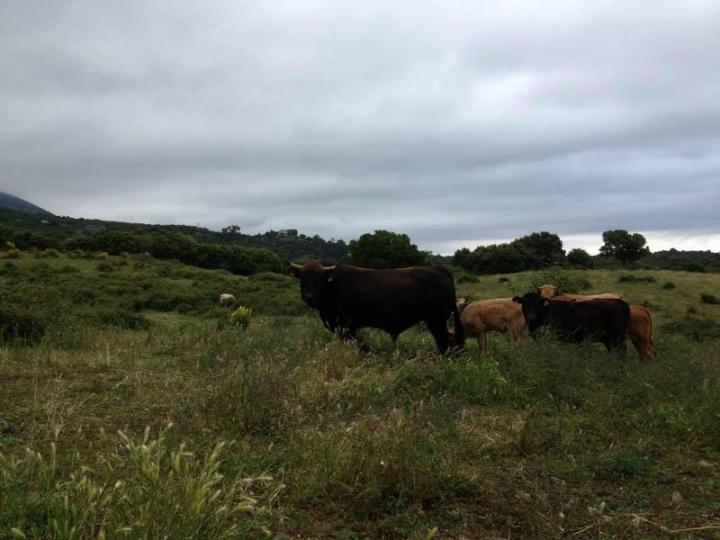Producteur veau bio Canale-di-Verde