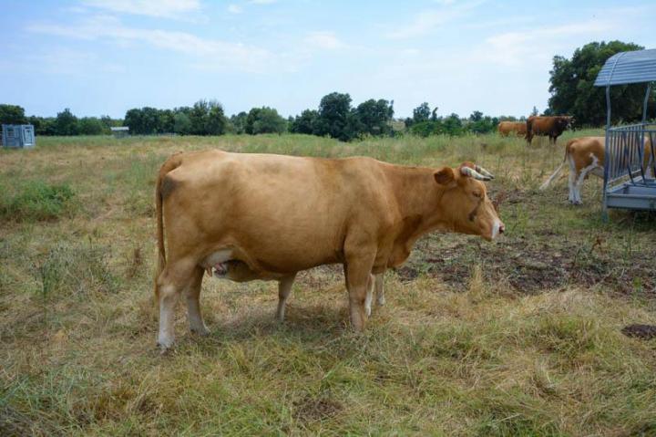 Producteur veau bio Canale-di-Verde