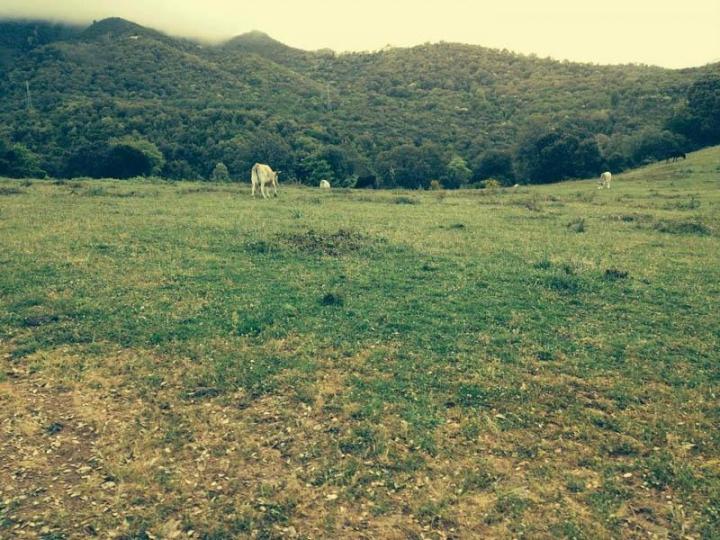 Traiteur évènementiel Canale-di-Verde