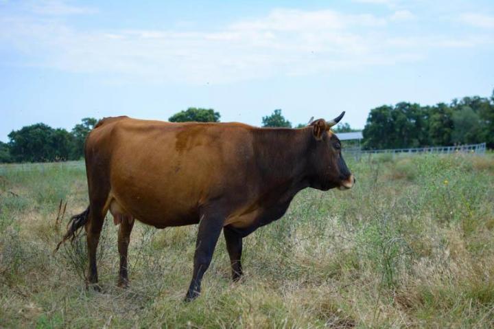 Producteur de viande bio Canale-di-Verde