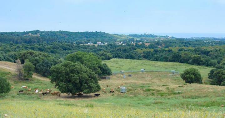 Vente de veaux rôtis Canale-di-Verde