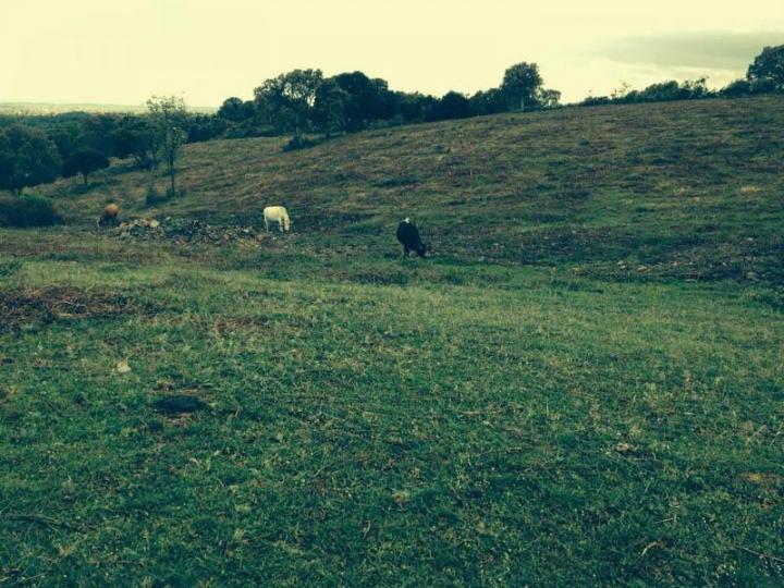 Producteur de viande bio Canale-di-Verde