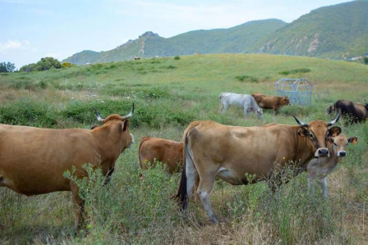 Traiteur soirée Canale-di-Verde