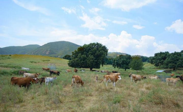 Traiteur évènementiel Canale-di-Verde