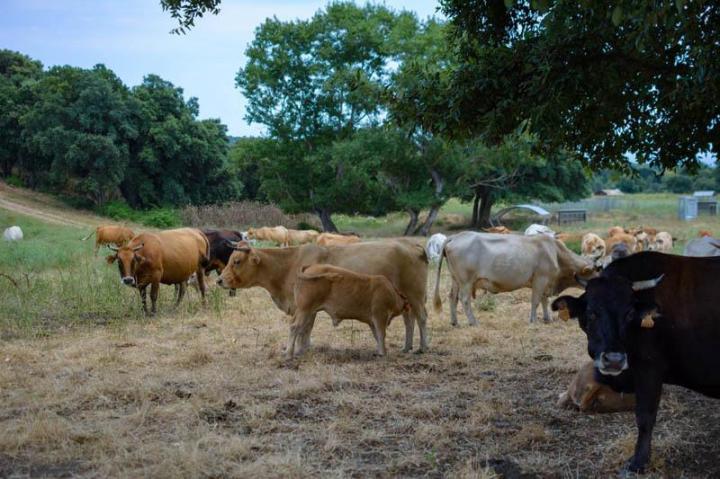 Vente veau à la broche Canale-di-Verde