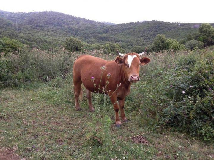 Vente de veaux rôtis Canale-di-Verde