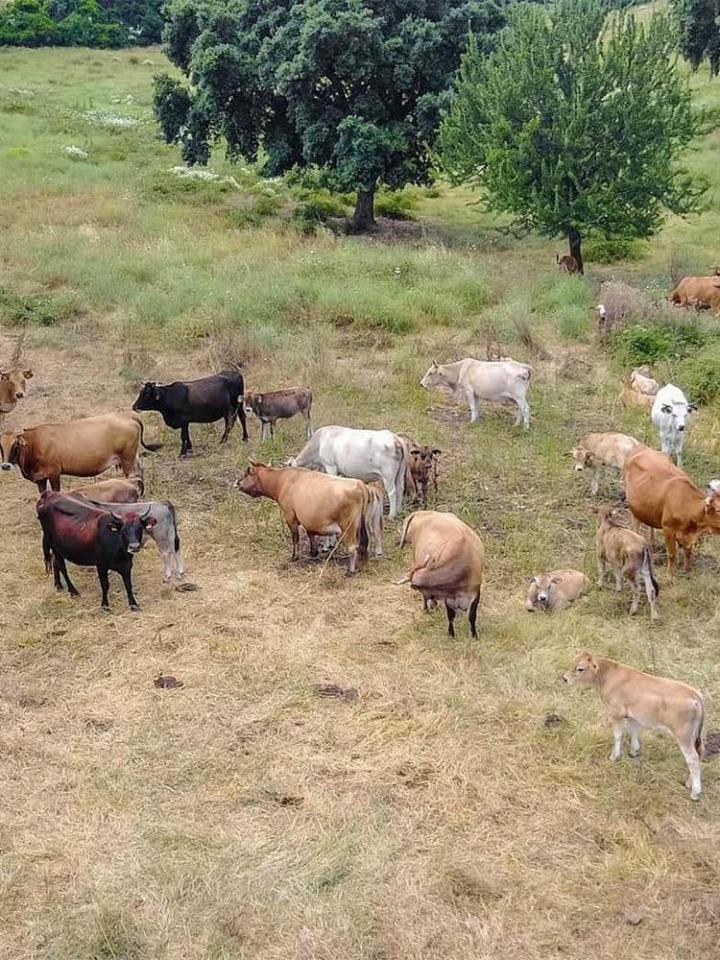 Vente veau à la broche Canale-di-Verde