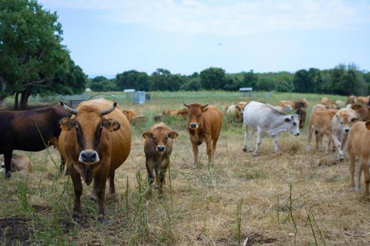 Traiteur soirée Canale-di-Verde