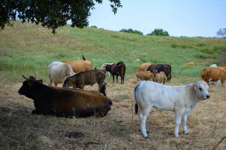 Traiteur évènementiel Canale-di-Verde