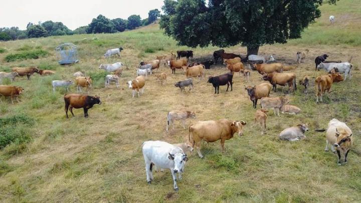 Vente de veaux rôtis Canale-di-Verde