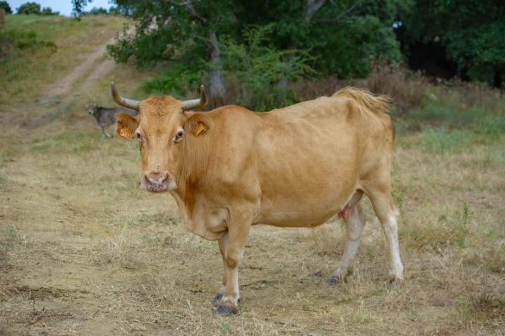 Traiteur soirée Canale-di-Verde
