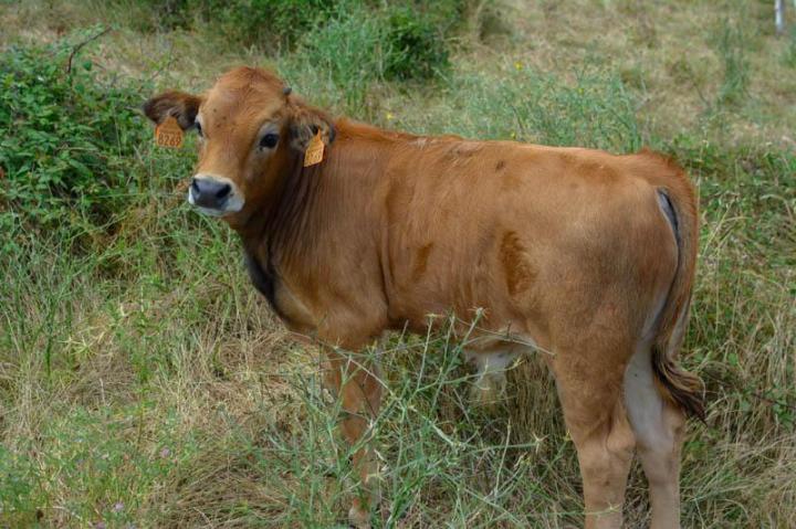 Vente veau à la broche Canale-di-Verde