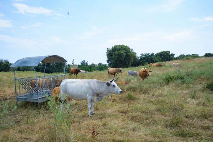 Vente de veaux rôtis Canale-di-Verde