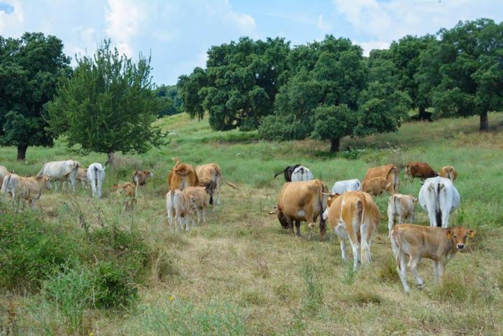 Vente veau à la broche Canale-di-Verde