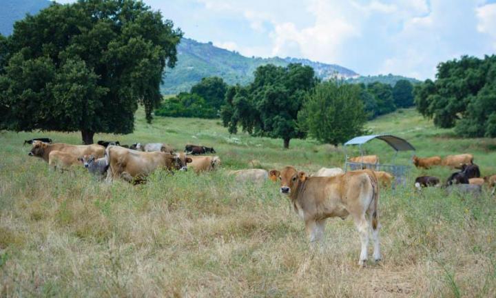 Producteur veau bio Canale-di-Verde