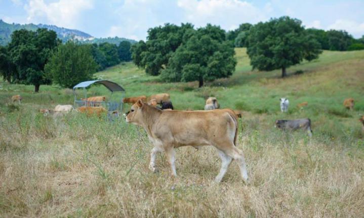 Traiteur évènementiel Canale-di-Verde