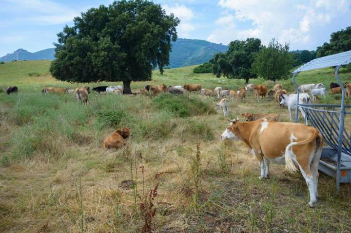 Traiteur évènementiel Canale-di-Verde