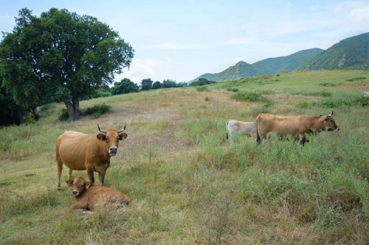Vente veau à la broche Canale-di-Verde
