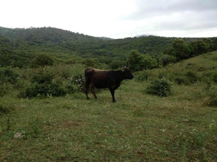 Vente veau à la broche Canale-di-Verde