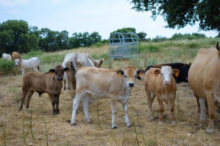 Producteur de viande bio Canale-di-Verde