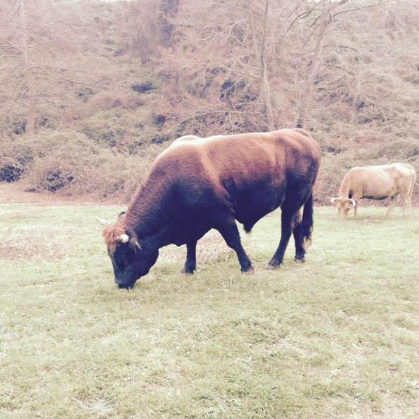 Producteur de viande bio Canale-di-Verde