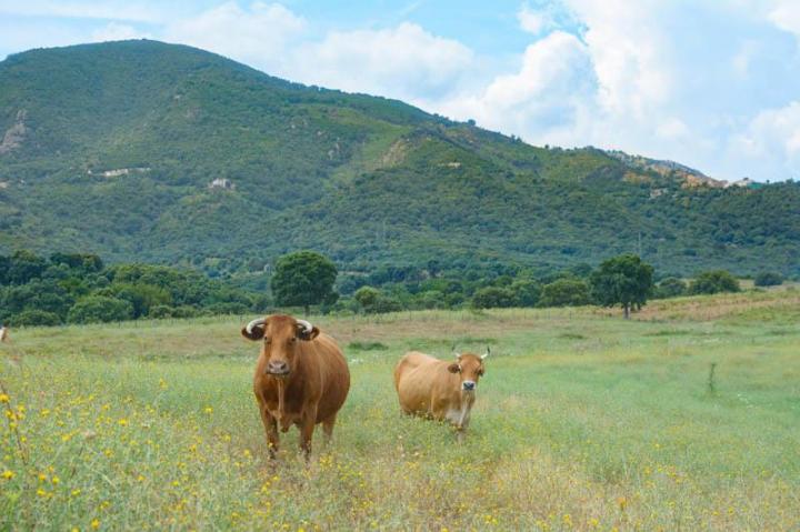  Traiteur évènementiel Canale-di-Verde