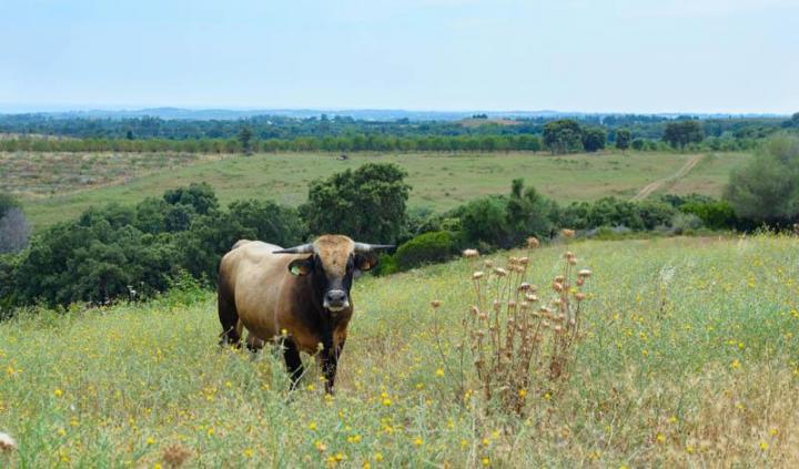 Vente de veaux rôtis Canale-di-Verde