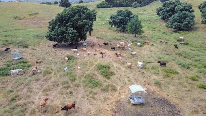 Vente veau à la broche Canale-di-Verde