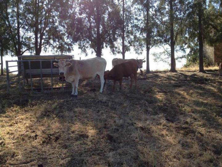 Vente de veaux rôtis Canale-di-Verde