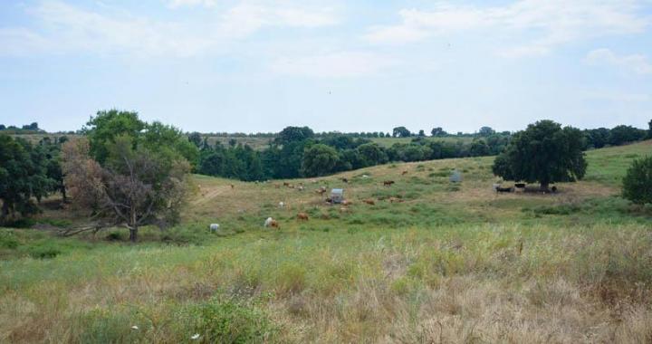 Traiteur évènementiel Canale-di-Verde
