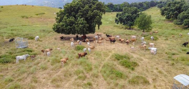 Traiteur soirée Canale-di-Verde
