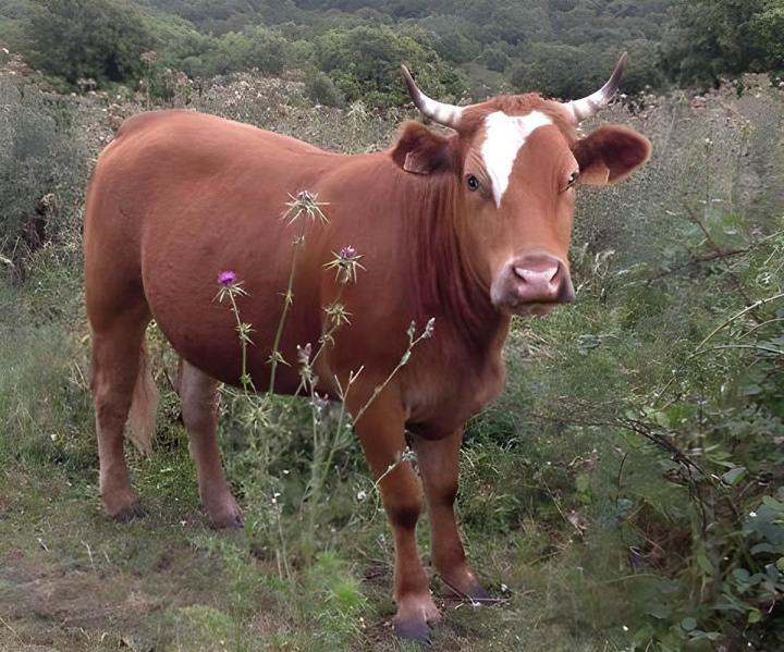 Vente veau à la broche
