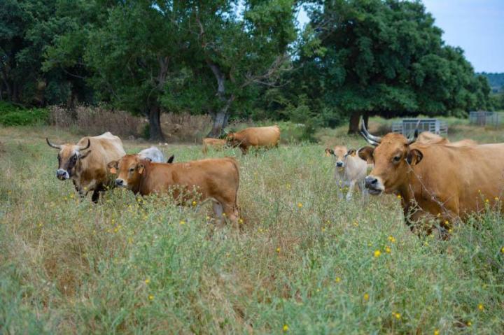 Producteur de viande bio Canale-di-Verde