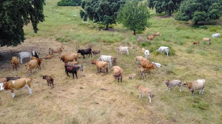 Producteur de veau à Canale-di-Verde