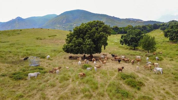 Traiteur évènementiel Canale-di-Verde