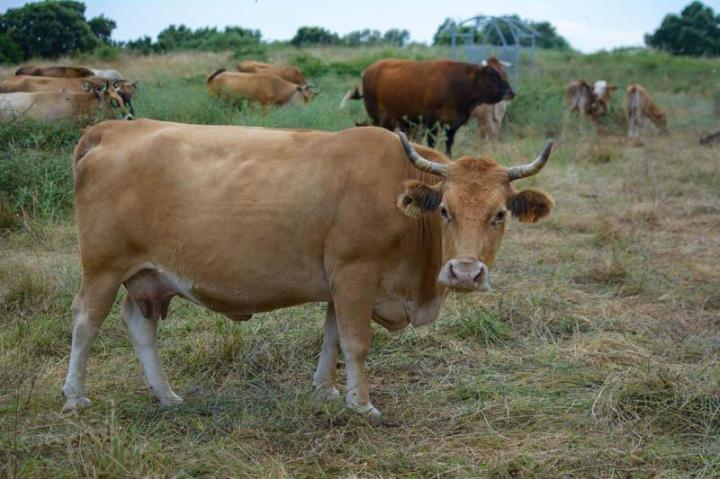 Vente de veaux rôtis Canale-di-Verde