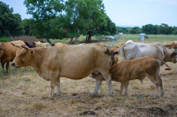 Traiteur soirée Canale-di-Verde