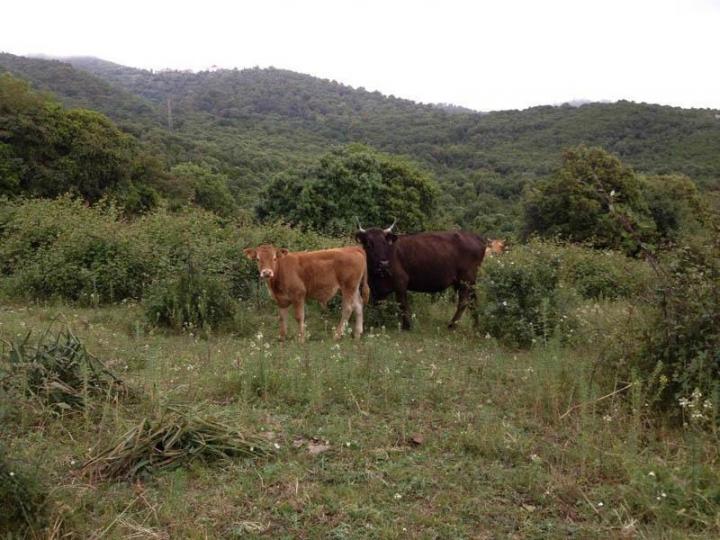 Producteur de viande bio Canale-di-Verde
