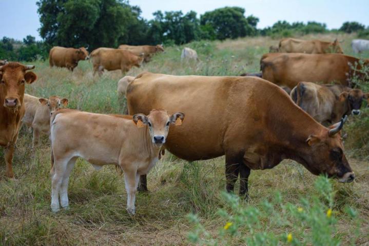 Producteur de viande bio Canale-di-Verde