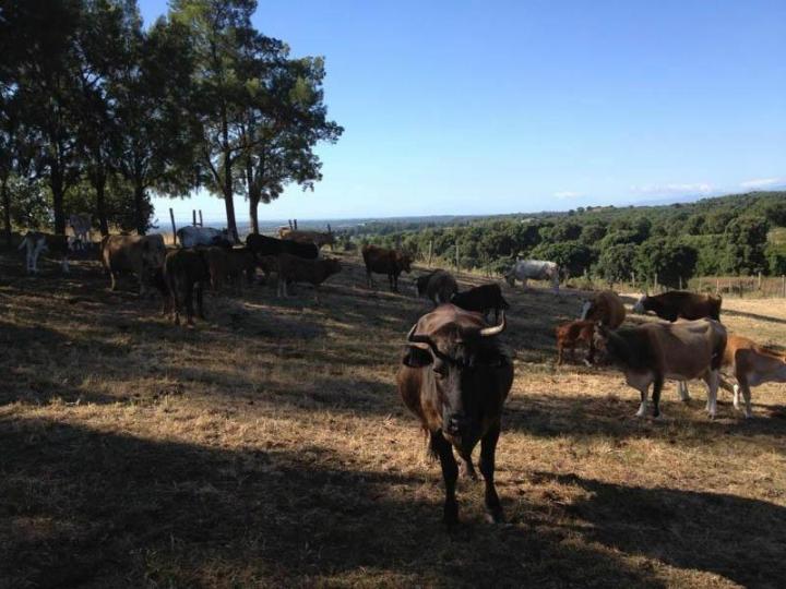 Traiteur soirée Canale-di-Verde