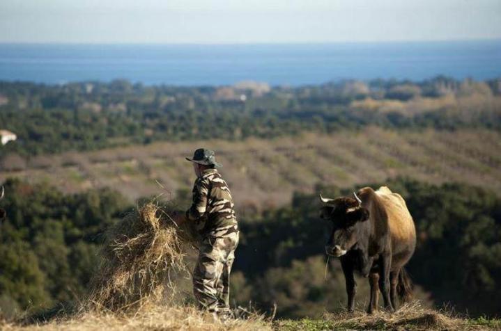Vente veau à la broche Canale-di-Verde
