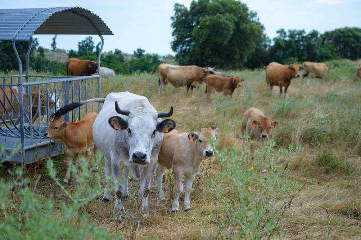 Producteur veau bio Canale-di-Verde