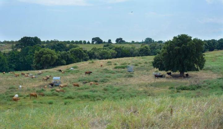 Producteur veau bio Canale-di-Verde